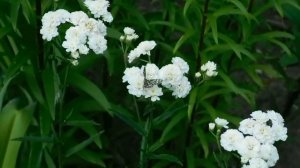 Тысячелистник декоративный ! Белые розочки !