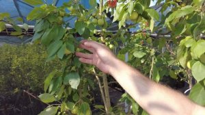 Обзор многолетников и плодовых. Плодовый сад. Уход за плодовыми деревьями. Плодовые кустарники.