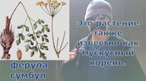 Ферула (Ferula)