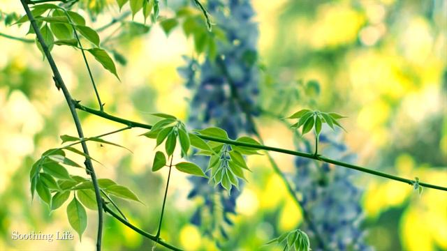 Ваше сердце устало и хочет отдохнуть. Слушайте эту прекрасную музыку, чтобы расслабиться!#музыка смотреть онлайн