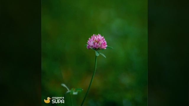 video_5436595_9513166