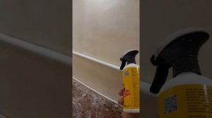 Удаление грибка на стенах. После данного способа грибка на стенах не будет никогда