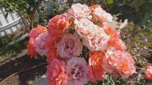 Прогулка по розам. Цветение 17.09.23