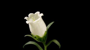 TIMELAPSE Campanula Flower Blooming