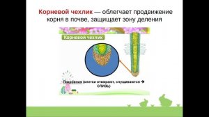 Тема   КОРЕНЬ  6 класс