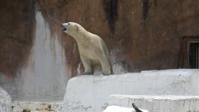 滝に向かって背面ジャンプ💗ホウちゃん今日のマイブーム【天王寺動物園】