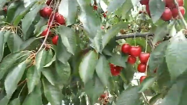 Цветы, мелитопольская черешня, плоды плюща