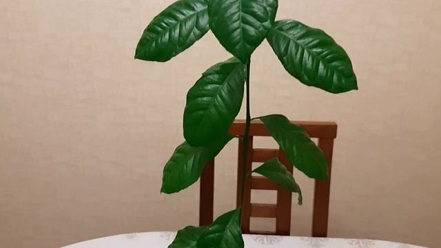 Маленькие хитрости и полезности для цитрусовода. Формирование кроны лимона смотреть онлайн