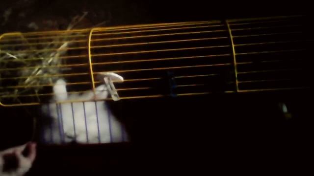 Сколько уходит денег на содержание кролика в доме смотреть онлайн