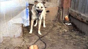 Дети дразнили злую собаку за забором. Хозяин животного ужаснулся от увиденного, когда вышел во двор