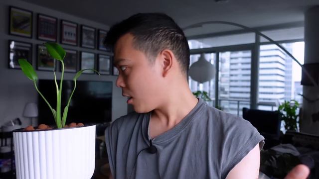 Monstera Burle Marx Flame 💚🔥 Plant Update 6 Months Later | my experience смотреть онлайн