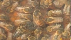 История пчеловодства Словении