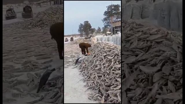 Рыбнадзор ищет мужчин, выловивших тонны рыбы