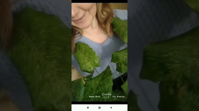 Моя любимая калатея. Калатея Нетворк. Мозаичная калатея.