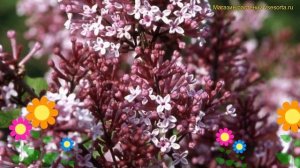 Сирень мейера джозе. Краткий обзор, описание характеристик, где купить саженцы syringa meyeri josee