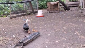 Мое хозяйство август