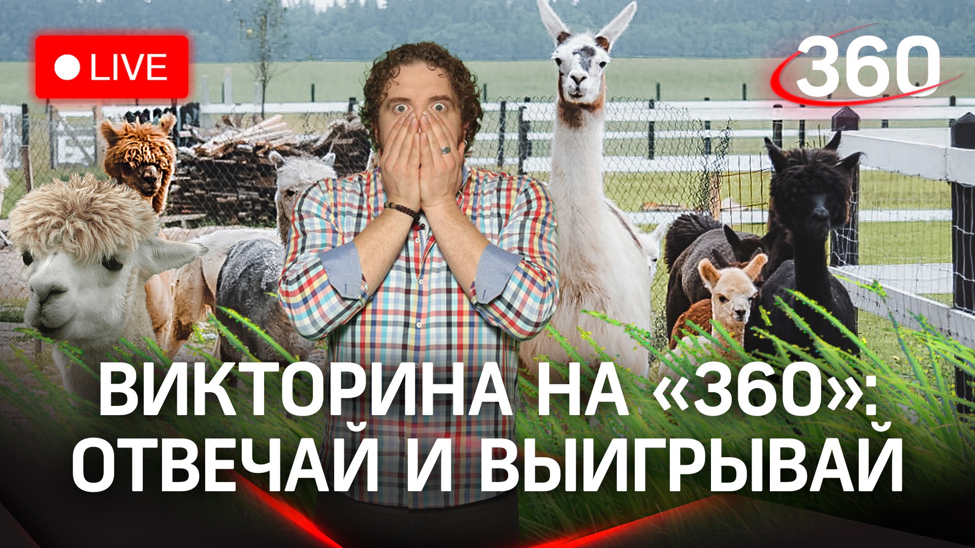 Отвечай и выигрывай! Викторина на «360»: экоферма «Российские альпаки»
