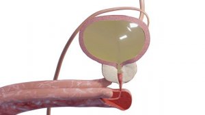 Процесс мочеиспускания мужчины в норме