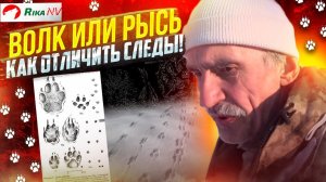 Как отличить след волка от рыси на рыхлом снегу? Охота с флажками - Игорь Кроль делится опытом.