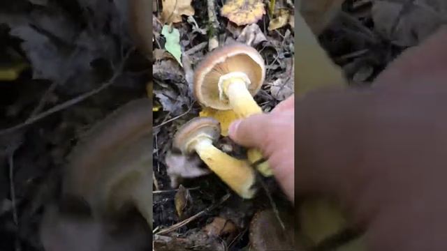 Лесной житель смотреть онлайн