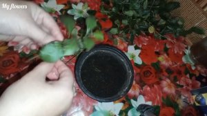 Дуранта.Укоренение черенков.