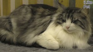 Как правильно ухаживать за длинношерстной кошкой?