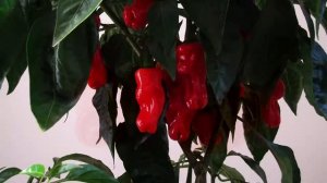 Как вырастить перец дома? Часть 6. Я получил Trinidad scorpion butch yellow и другие!
