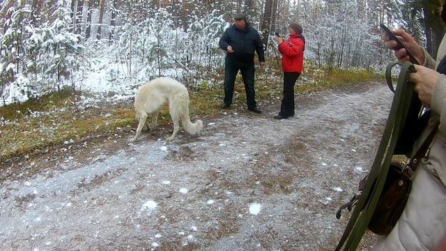 Прогулка по лесу с 8-месячной русской псовой борзой Догоном