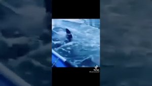 Касатка напала на рыбаков