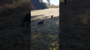 Sambor i Blizbor, 6 miesięczne szczeniaki.