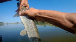 Судак на джиг. Рыбалка в Краснодарском крае.