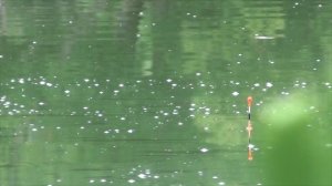 Особенности ловли капризного карася летом - рыбалка на поплавок. Рыбаки окружают...