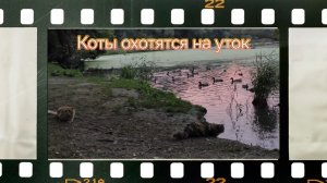 Охота на уток. Голодные коты охотятся.