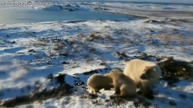На Новой Земле массовое нашествие белых медведей смотреть онлайн