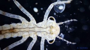 Личинка равнокрылой стрекозы поедает рачков./ The damselfly larva eats cladocera.