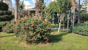 Парк кошек в Турции. Как живут коты в Турции. Куда сходить в Алании. Kedi parkı. Alanya. Turkey