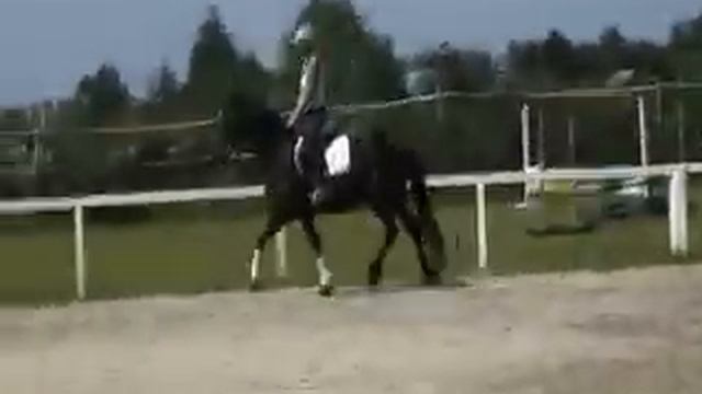 фриз кобыла с жеребенком смотреть онлайн