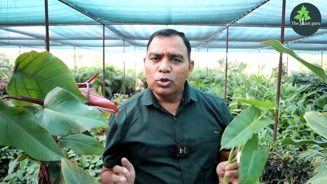 हवा में लटकने वाले पौधे Indoor Plant /philodendron Care || смотреть онлайн