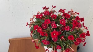 Ахименес Petite Fadette.