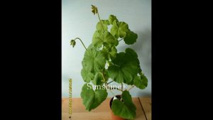 Pelargonium   Mr. Wren  1 (2012~2013)