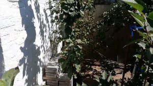 Колоновидные яблони. Формировка колоновидных яблонь трехлеток летом. RinaStars.