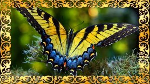 Полет бабочки