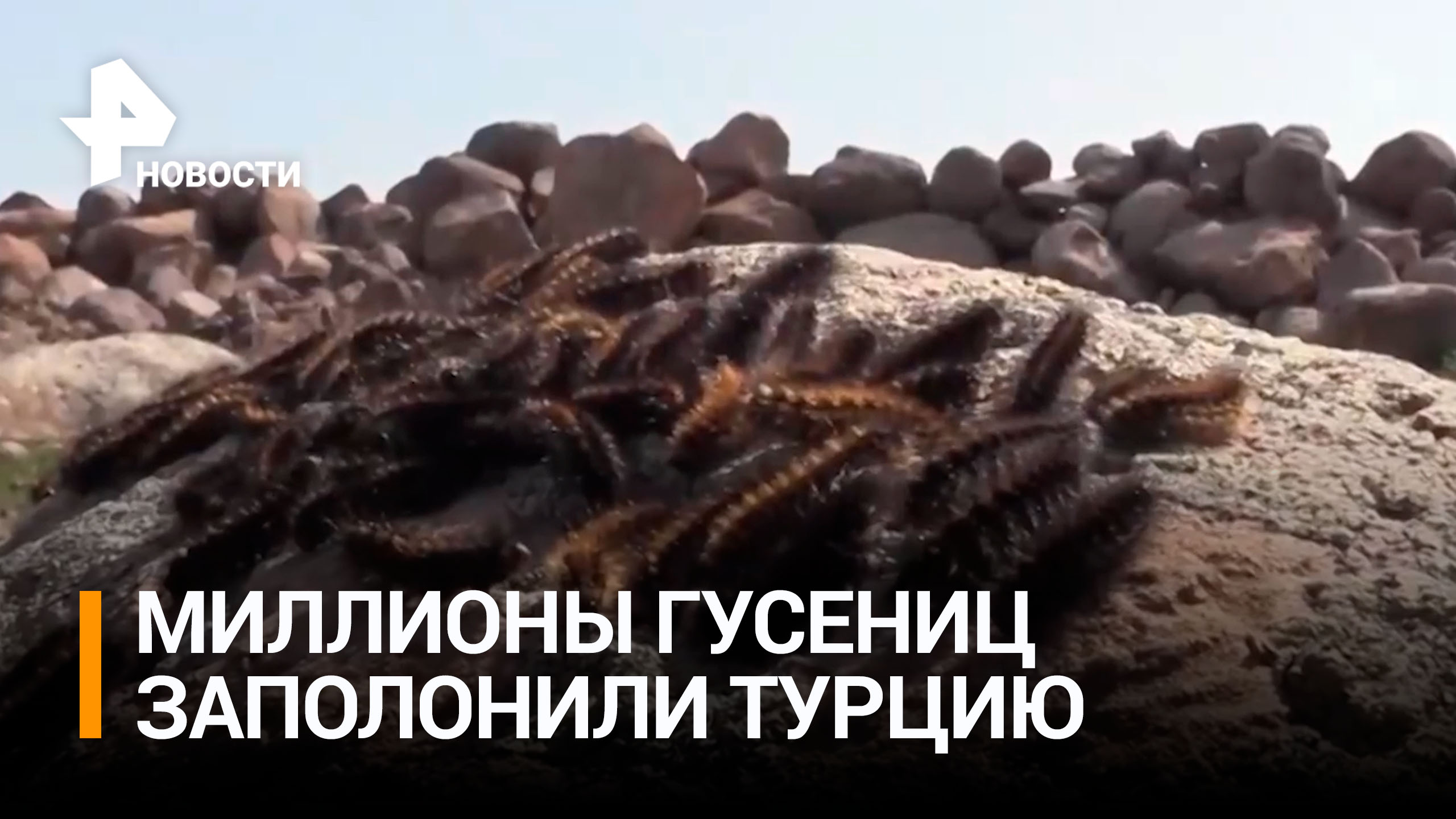 Нашествие гусениц началось в Турции после землетрясения / РЕН Новости