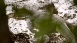 Малайский водяной варан