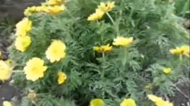 Весна Автор и исполнитель Леонид Максименко Автор видео Нина Рудакова