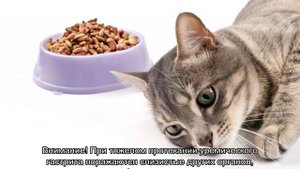Гастрит у кошек - симптомы и лечение
