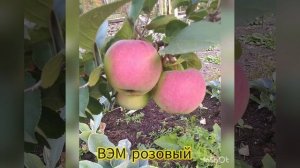 ВЭМ розовый