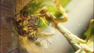 Шершень.  Интересные факты о шершнях