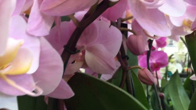 Завоз орхидей в Оби 16 сентября 2020г. Фронтера, Крис, Манхеттен, Сансет.. витрина переехала)) смотреть онлайн