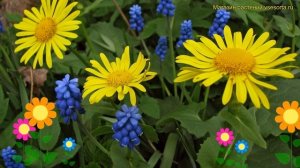 Дороникум восточный Литтл Лео. Краткий обзор, описание характеристик doronicum orientale Little Leo